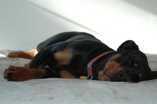 https://images.dog.ceo/breeds/rottweiler/n02106550_5184.jpg