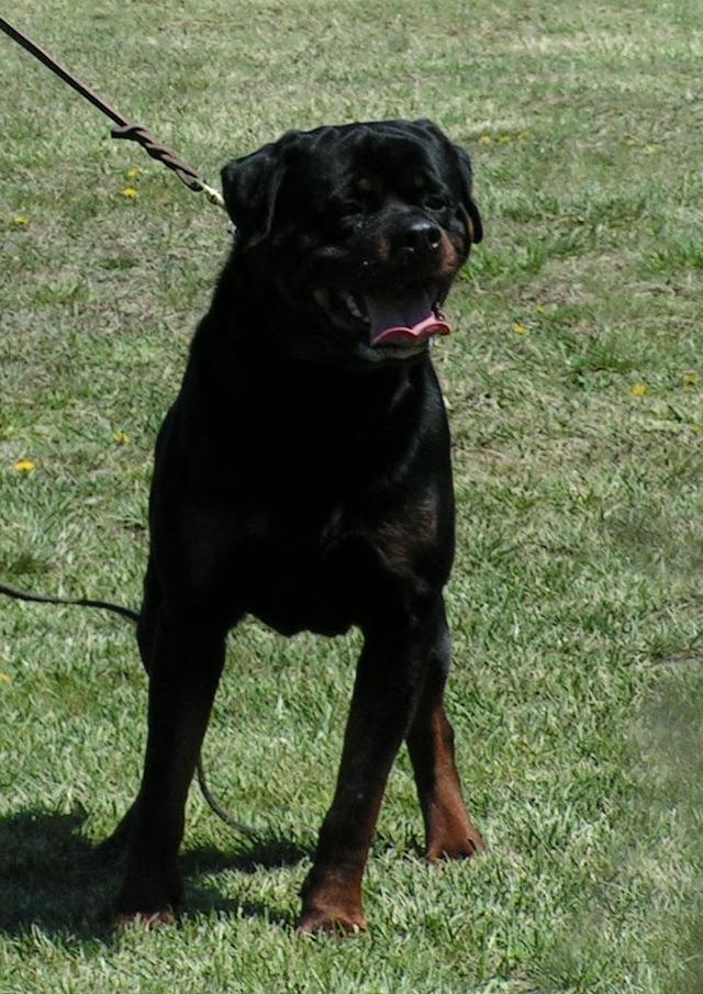 https://images.dog.ceo/breeds/rottweiler/n02106550_5222.jpg