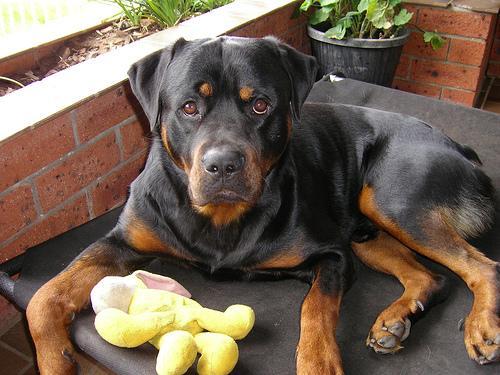 https://images.dog.ceo/breeds/rottweiler/n02106550_5252.jpg