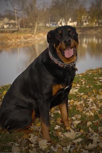 https://images.dog.ceo/breeds/rottweiler/n02106550_5271.jpg