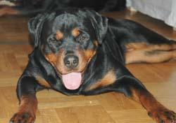 https://images.dog.ceo/breeds/rottweiler/n02106550_5311.jpg