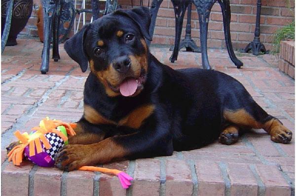 https://images.dog.ceo/breeds/rottweiler/n02106550_5710.jpg