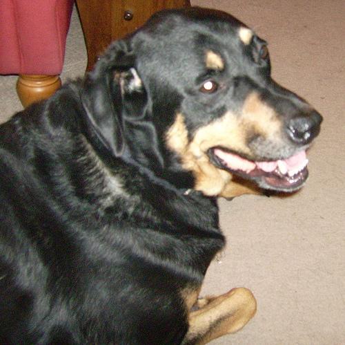 https://images.dog.ceo/breeds/rottweiler/n02106550_5752.jpg