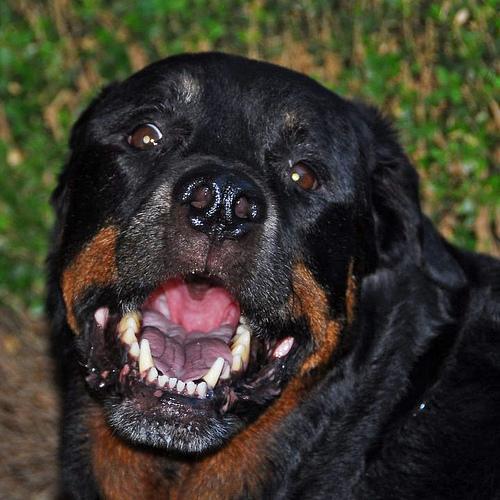 https://images.dog.ceo/breeds/rottweiler/n02106550_5754.jpg