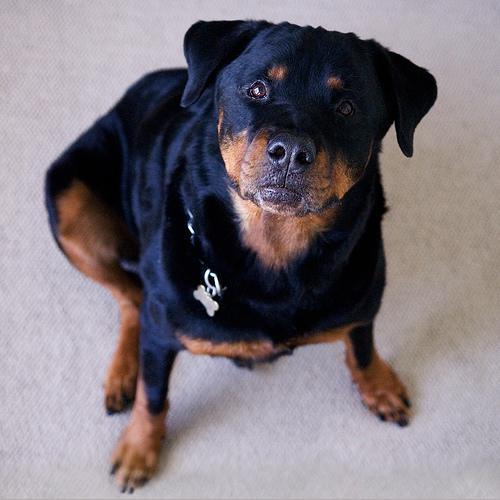 https://images.dog.ceo/breeds/rottweiler/n02106550_5928.jpg