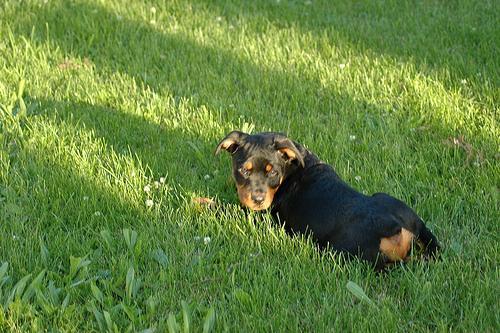 https://images.dog.ceo/breeds/rottweiler/n02106550_6074.jpg