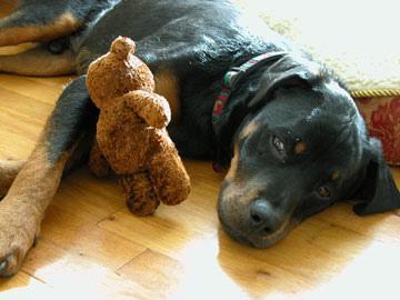 https://images.dog.ceo/breeds/rottweiler/n02106550_6130.jpg