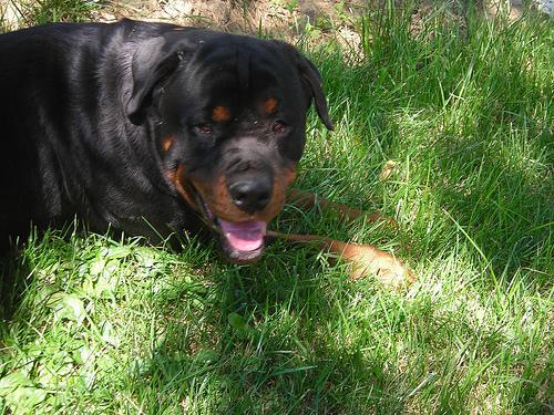 https://images.dog.ceo/breeds/rottweiler/n02106550_6192.jpg