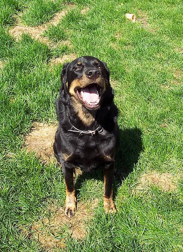 https://images.dog.ceo/breeds/rottweiler/n02106550_6272.jpg