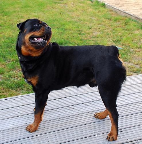 https://images.dog.ceo/breeds/rottweiler/n02106550_6286.jpg