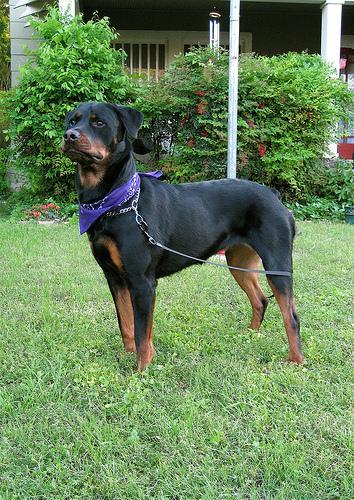 https://images.dog.ceo/breeds/rottweiler/n02106550_6310.jpg