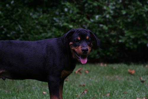 https://images.dog.ceo/breeds/rottweiler/n02106550_6402.jpg