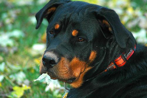 https://images.dog.ceo/breeds/rottweiler/n02106550_6424.jpg