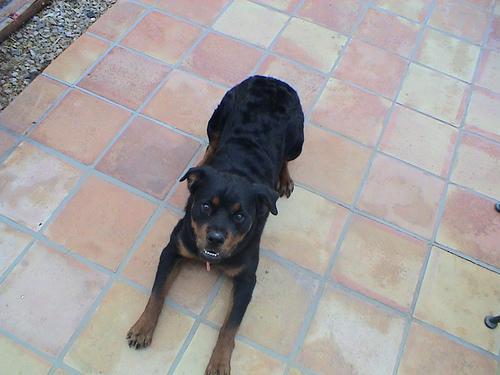 https://images.dog.ceo/breeds/rottweiler/n02106550_6599.jpg