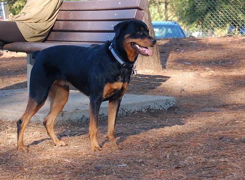 https://images.dog.ceo/breeds/rottweiler/n02106550_6900.jpg