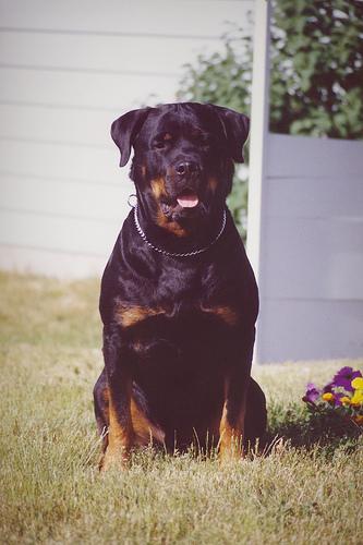 https://images.dog.ceo/breeds/rottweiler/n02106550_6910.jpg