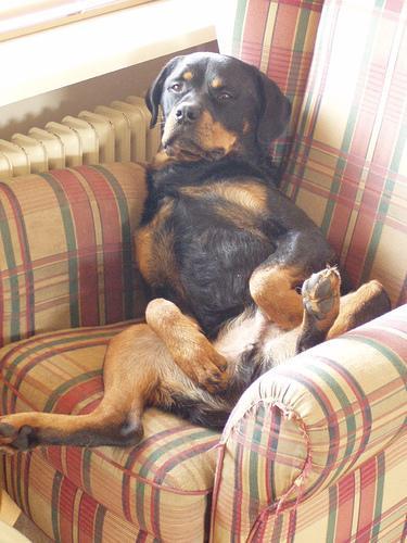 https://images.dog.ceo/breeds/rottweiler/n02106550_6926.jpg