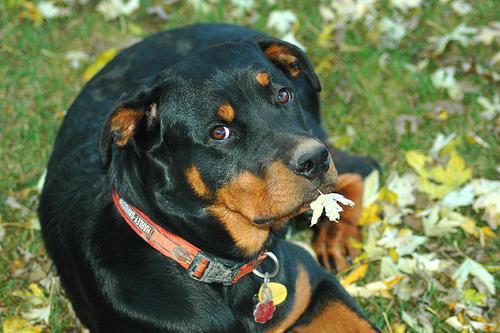 https://images.dog.ceo/breeds/rottweiler/n02106550_6965.jpg