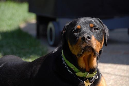 https://images.dog.ceo/breeds/rottweiler/n02106550_6978.jpg