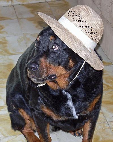 https://images.dog.ceo/breeds/rottweiler/n02106550_7003.jpg