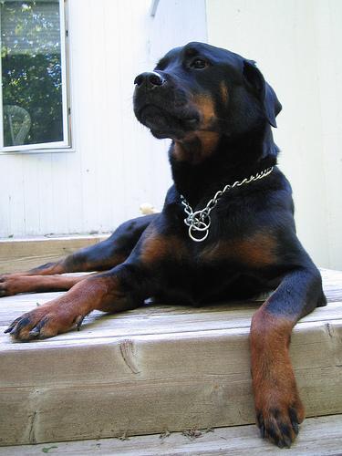 https://images.dog.ceo/breeds/rottweiler/n02106550_7419.jpg