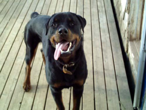 https://images.dog.ceo/breeds/rottweiler/n02106550_7616.jpg