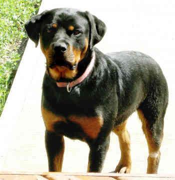 https://images.dog.ceo/breeds/rottweiler/n02106550_7767.jpg