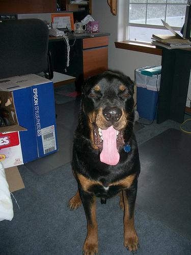 https://images.dog.ceo/breeds/rottweiler/n02106550_8024.jpg