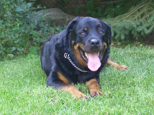 https://images.dog.ceo/breeds/rottweiler/n02106550_8064.jpg