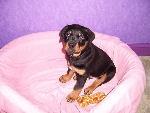 https://images.dog.ceo/breeds/rottweiler/n02106550_8116.jpg