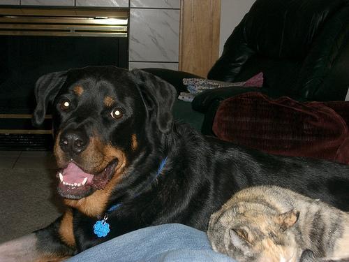 https://images.dog.ceo/breeds/rottweiler/n02106550_8146.jpg