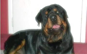 https://images.dog.ceo/breeds/rottweiler/n02106550_8437.jpg