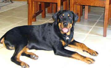 https://images.dog.ceo/breeds/rottweiler/n02106550_8611.jpg