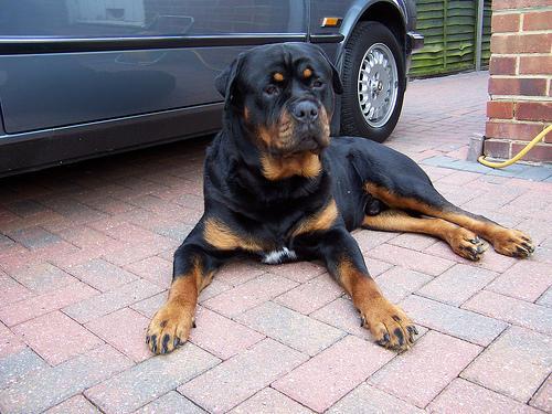 https://images.dog.ceo/breeds/rottweiler/n02106550_8776.jpg