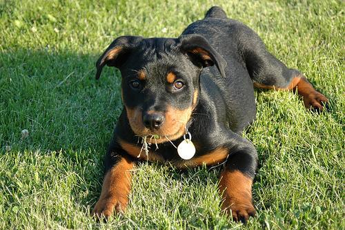 https://images.dog.ceo/breeds/rottweiler/n02106550_8887.jpg