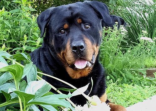 https://images.dog.ceo/breeds/rottweiler/n02106550_895.jpg