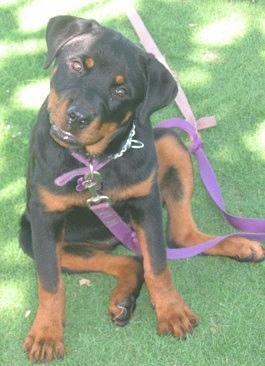 https://images.dog.ceo/breeds/rottweiler/n02106550_9084.jpg