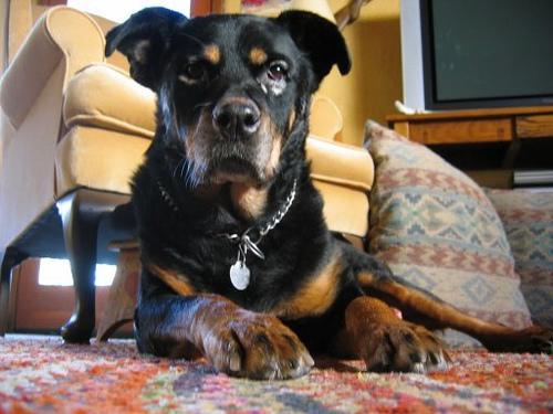 https://images.dog.ceo/breeds/rottweiler/n02106550_9317.jpg