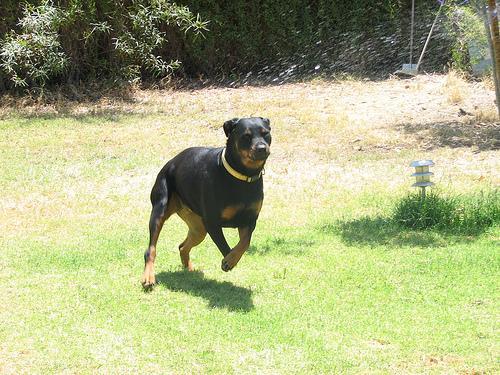 https://images.dog.ceo/breeds/rottweiler/n02106550_9348.jpg