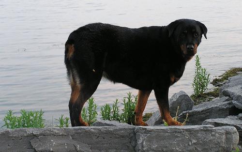 https://images.dog.ceo/breeds/rottweiler/n02106550_9432.jpg