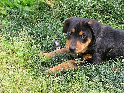 https://images.dog.ceo/breeds/rottweiler/n02106550_982.jpg