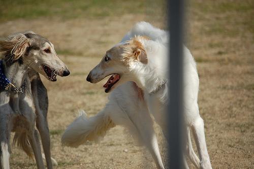 https://images.dog.ceo/breeds/saluki/n02091831_10215.jpg