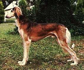 https://images.dog.ceo/breeds/saluki/n02091831_1036.jpg