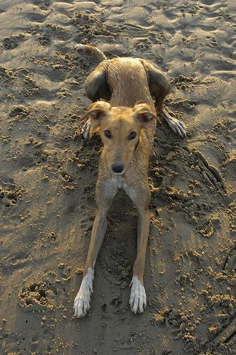 https://images.dog.ceo/breeds/saluki/n02091831_10576.jpg