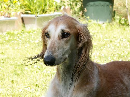 https://images.dog.ceo/breeds/saluki/n02091831_10593.jpg