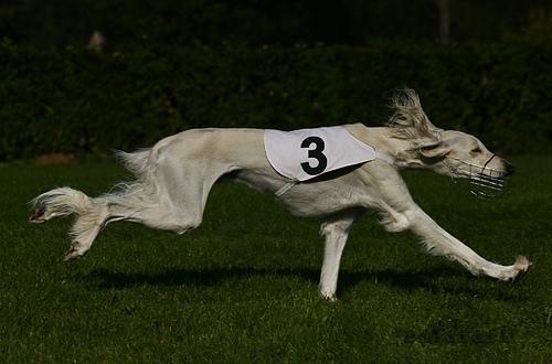 https://images.dog.ceo/breeds/saluki/n02091831_10639.jpg