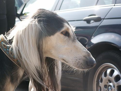 https://images.dog.ceo/breeds/saluki/n02091831_10803.jpg