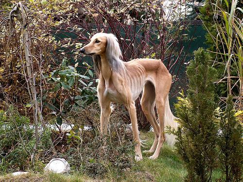 https://images.dog.ceo/breeds/saluki/n02091831_10822.jpg