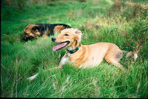 https://images.dog.ceo/breeds/saluki/n02091831_10823.jpg