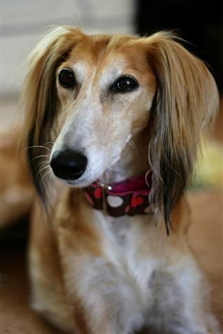 https://images.dog.ceo/breeds/saluki/n02091831_10978.jpg